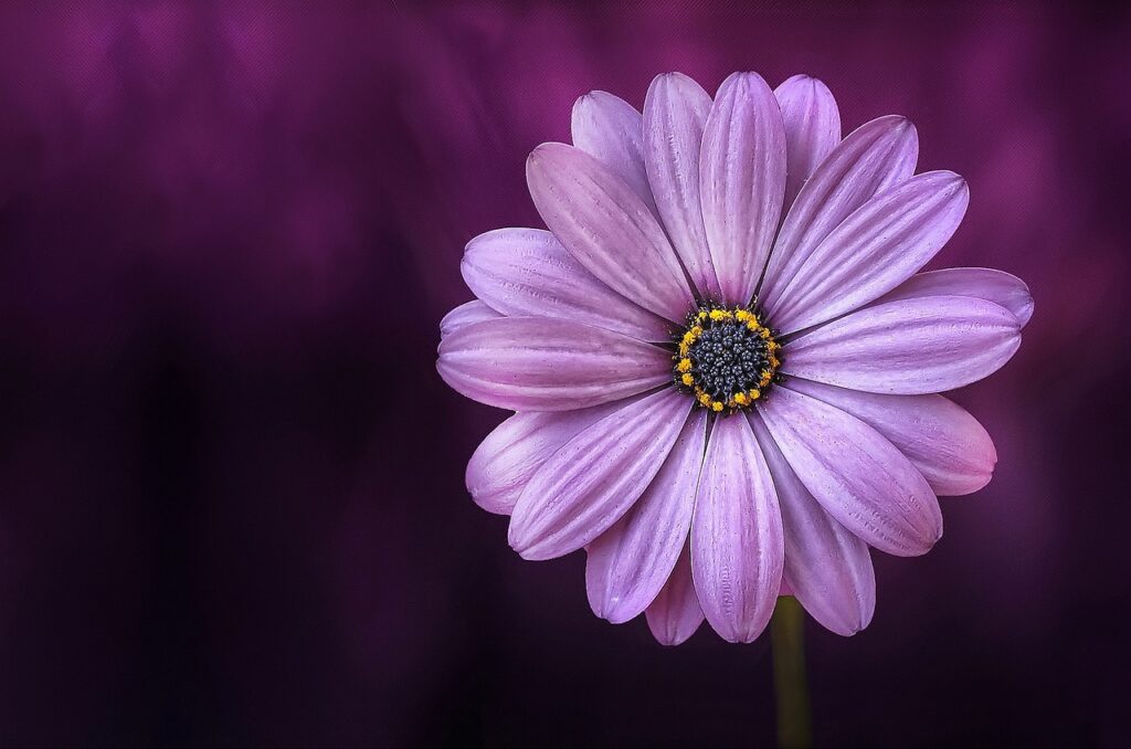 flower, purple, petals-729512.jpg